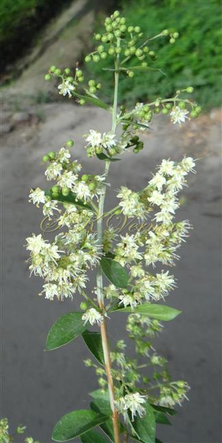  Inflorescence
